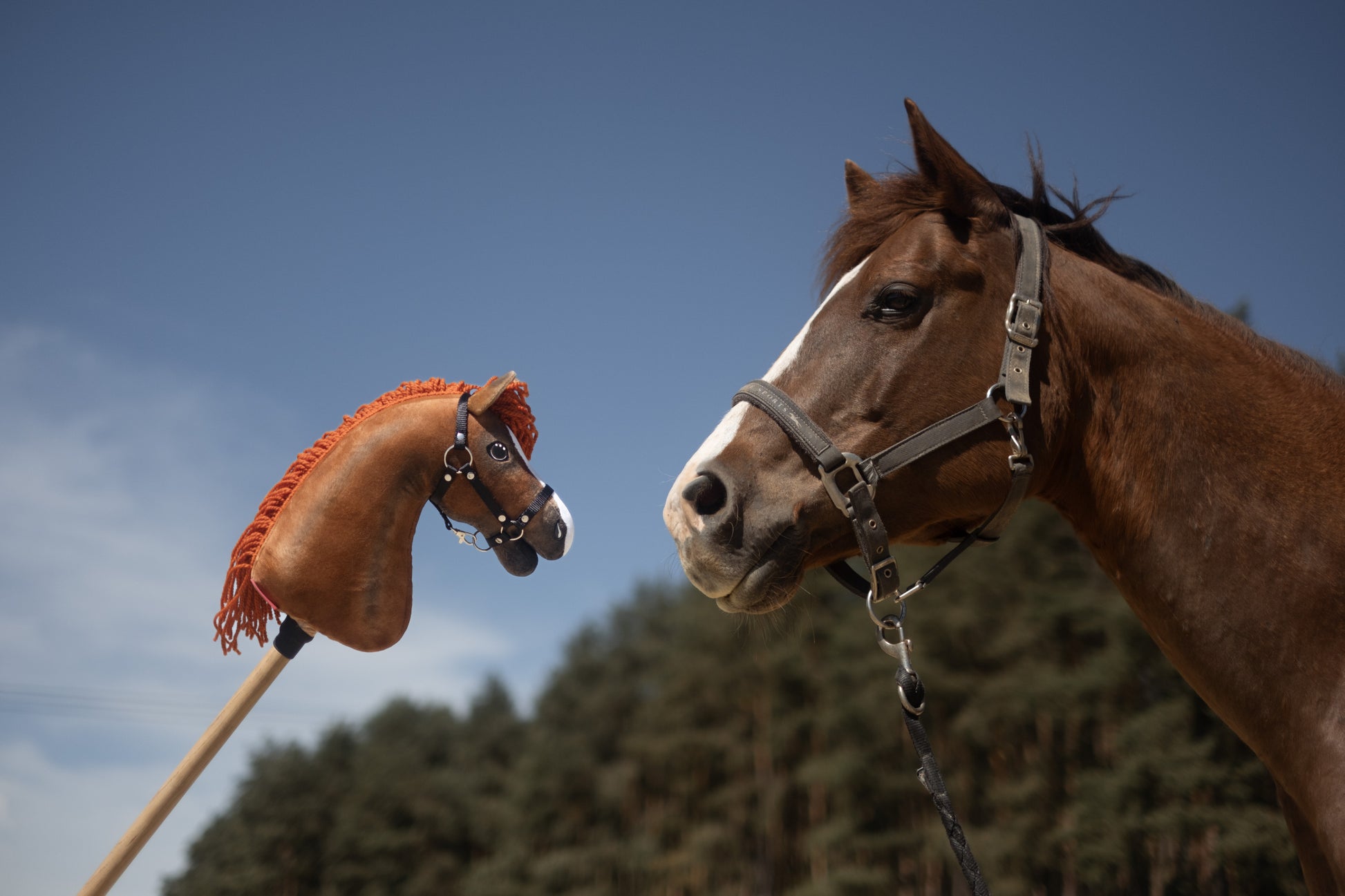 Hobby Horse gebaseerd op jouw foto