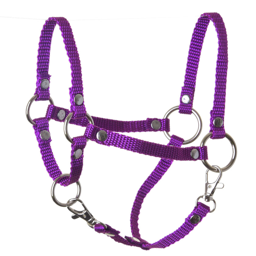 Halter purple